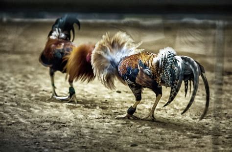 online betting cockfighting - How To Win in Cockfighting (Offline and Online).